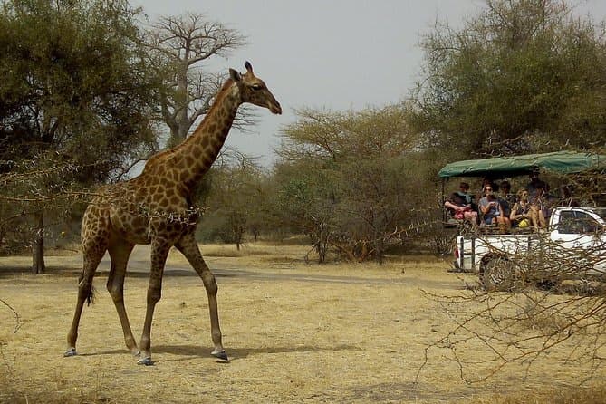 Safari à la réserve animalière de Bandia 1J