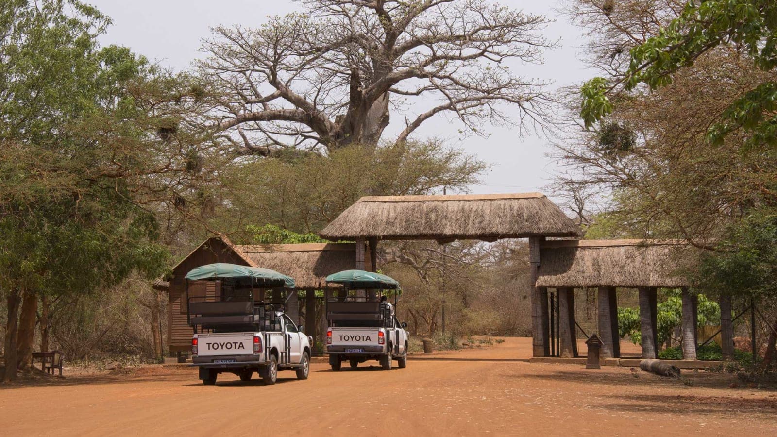 Safari à Bandia & Déjeuner sur la Lagune de la Somone